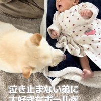 赤ちゃんにボールを近づける犬