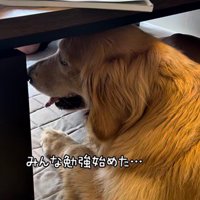 子供達が勉強する机の下で暇そうにしているゴールデン