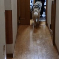 部屋に入って行くおばあちゃんとハスキー