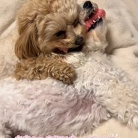 オモチャを取り合う小型犬達