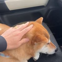 撫でられるなっとうちゃん