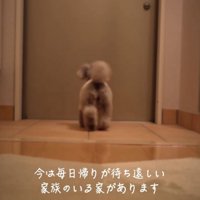 ドアに駆け寄る犬