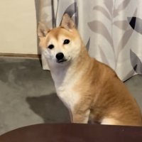 キラキラおめめは得意技