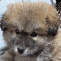 あどけないお顔