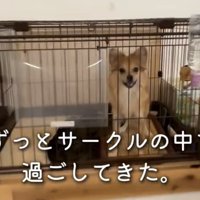 ケージの中にいる犬