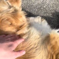 犬を撫でる投稿者