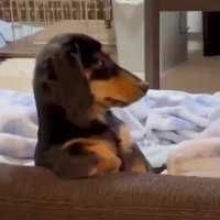 ダックス