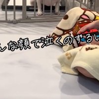 コメント