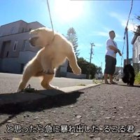 急に暴れ出しました！
