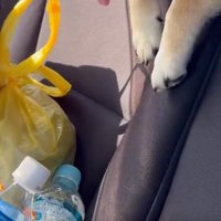 むぎさんの前足