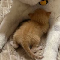 猫の後ろ姿