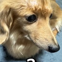 無造作ヘアのピースちゃん