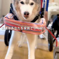 車椅子で立つ犬