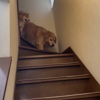 「お散歩じゃないんだって！」