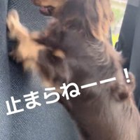 てんちゃん、目が本気