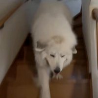 目を細めながら必死に階段を降りる犬