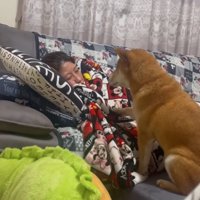 前足で触れる柴犬