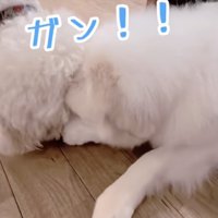 おやつを取られた決定的瞬間