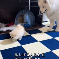 2匹の犬