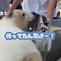 お姉さんを迎えに来たボンドくん9