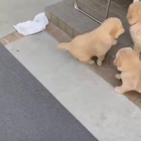 みんなそろったら…
