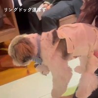 抱っこされる犬3