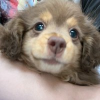 耳のクルクルがポイントです