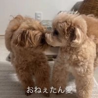仲良し姉妹の小型犬たち