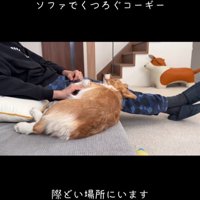 ソファから落ちたモナちゃん