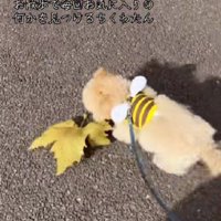 顔より大きな落ち葉！