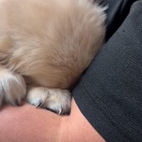怖がる子犬
