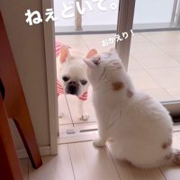 うどん君とあられちゃんの愉快なやり取り5