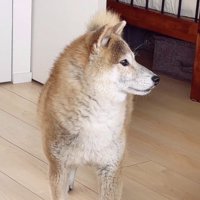 遠くで鳴っている雷を警戒中