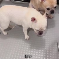 もち子ちゃんも続きます♪