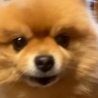 投稿者さんに訴えるわんこ