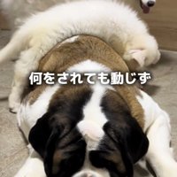 大型犬の背中に乗る子犬