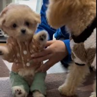 兄犬も心配そう
