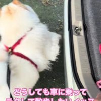 諦めて去る姿が切ない