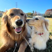 こむぎちゃんがそばに…