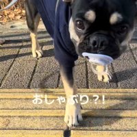 おしゃぶりを拾ったととまる君4