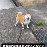 散歩中に立ち止まりあくびする柴犬