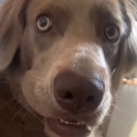 目を見開く犬