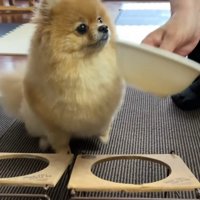おばあちゃんがごはんを用意