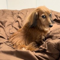 恨めしそうなティナちゃん