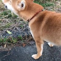 遠吠えする柴犬
