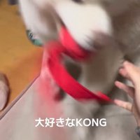 おもちゃを持ってくる秋田犬