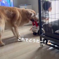 窓の前でおもちゃの車を止める犬