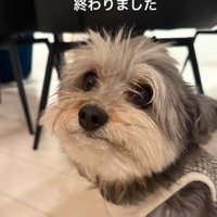 悲しいスノーちゃん