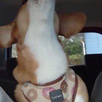 顔を天井に向け、音楽に合わせて遠吠えする犬