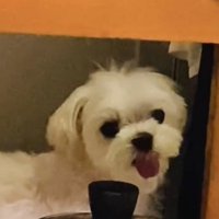 カメラを振り返る犬
